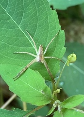 Pisaurina mira
