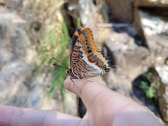 Charaxes jasius