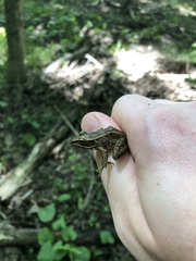 Lithobates sphenocephalus