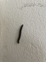 Anadenobolus monilicornis