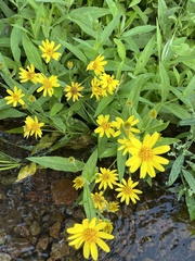 Arnica lanceolata