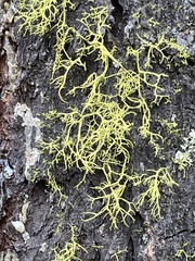 Letharia vulpina