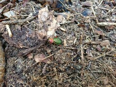 Carabus auronitens intercostatus