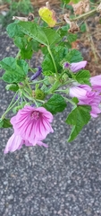Malva sylvestris