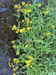 Arnica lanceolata