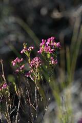 Erica corifolia