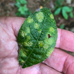 Coleosporium elephantopodis