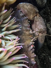 Romaleon antennarium