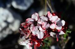 Adenandra