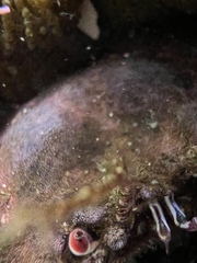 Romaleon antennarium