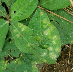 Coleosporium elephantopodis