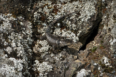 Sceloporus
