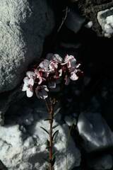 Adenandra