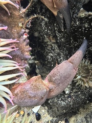 Romaleon antennarium