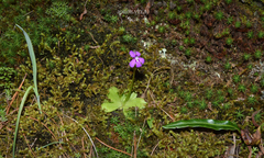 Pinguicula moranensis