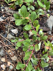 Arctostaphylos uva-ursi