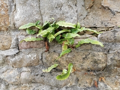Asplenium scolopendrium