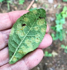 Coleosporium elephantopodis