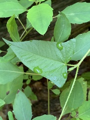 Persicaria arifolia