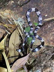 Lycodon liuchengchaoi