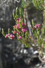 Erica corifolia