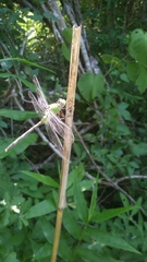 Erythemis vesiculosa