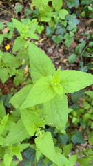 Conoclinium coelestinum