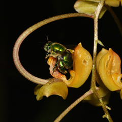 Euglossa