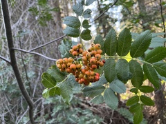 Sorbus scopulina