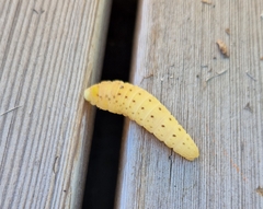 Iphiclides podalirius