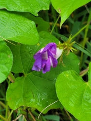 Ipomoea hederacea