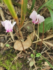 Cyclamen hederifolium