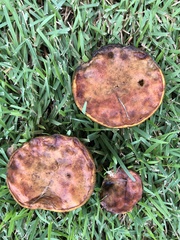 Boletinellus merulioides