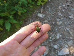 Carabus auronitens intercostatus