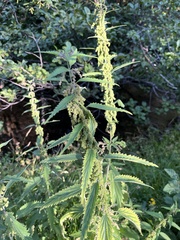 Urtica gracilis