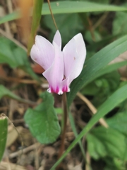 Cyclamen hederifolium