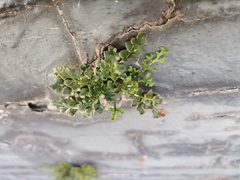 Asplenium ruta-muraria
