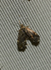Anthophila fabriciana
