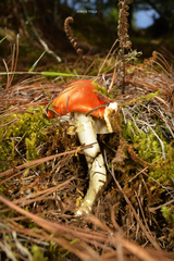 Amanita muscaria