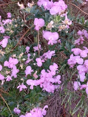 Podalyria calyptrata