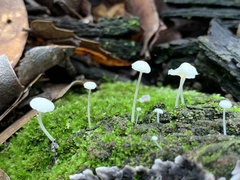 Hemimycena