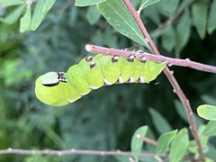 Sphinx ligustri
