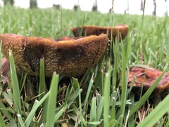 Boletinellus merulioides