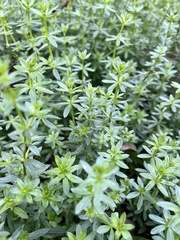 Galium