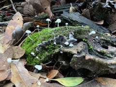 Hemimycena