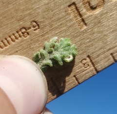 Chaenactis douglasii