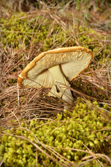 Amanita basii