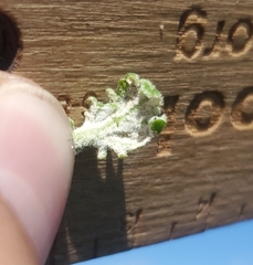 Chaenactis douglasii