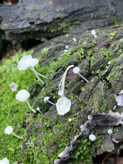 Hemimycena