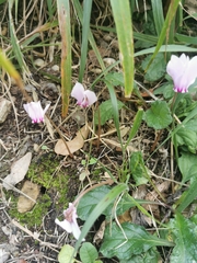 Cyclamen hederifolium